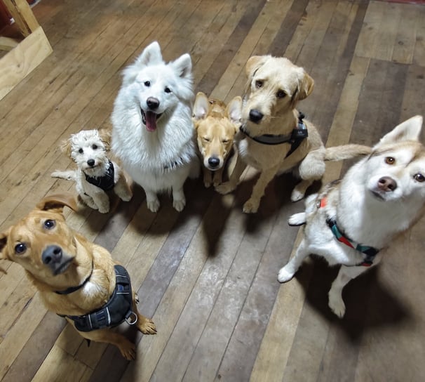 Grupo de socialización de perros