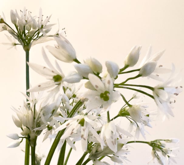 wild garlic picked from the woods
