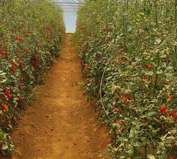 Cherry Tomatoes