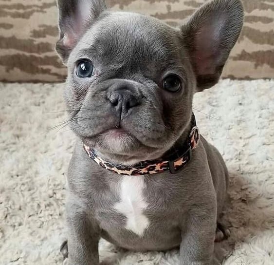 French bulldog