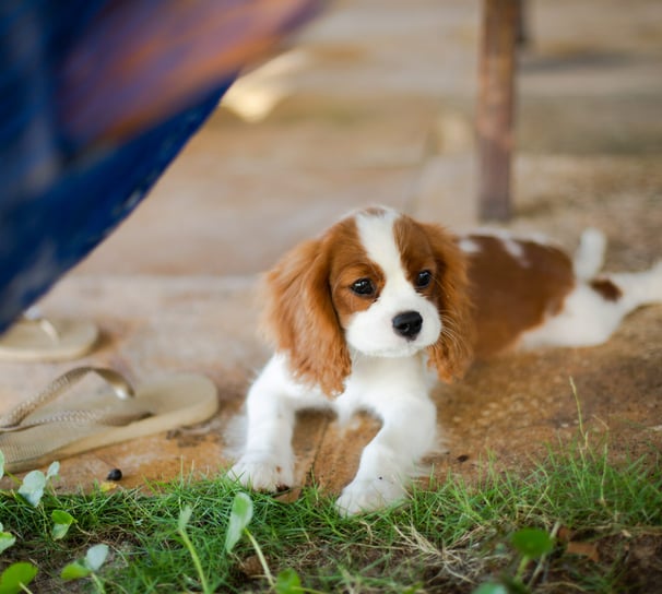 King Charles