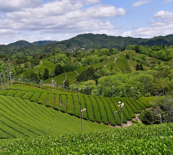 Champs de théiers à Asamiya