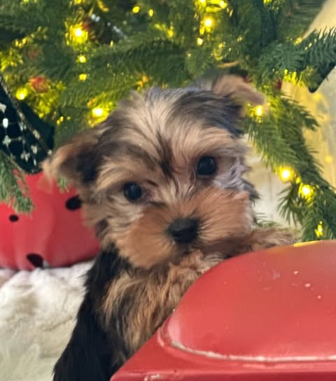 puppies for sale in illinois