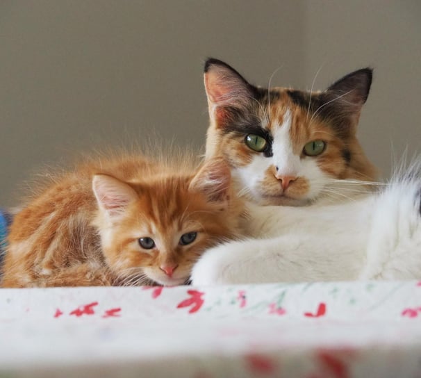 A three coloured Cat lies on a blanket with her red tabby kitten