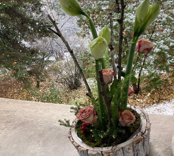 Aranjament floral de iarnă cu amaryllis verde, trandafiri și mușchi, în vas rustic din scoarță.