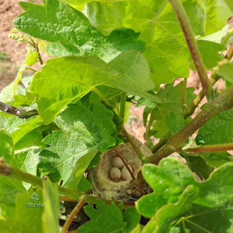 Nachhaltiger und biologischer Weinanbau auf Mallorca