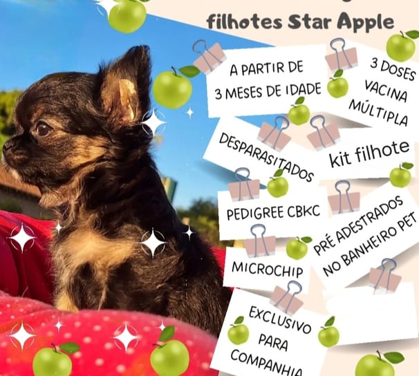 filhote de chihuahua