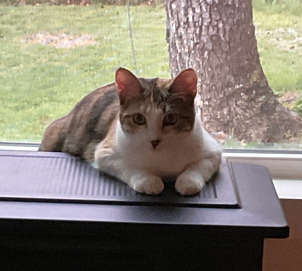 Cinnamon my curious cat
