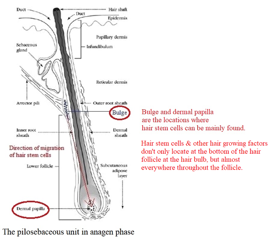 anagen-hair-follicle