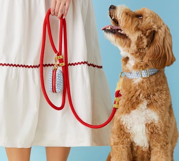a dog is sitting on a leashed leash