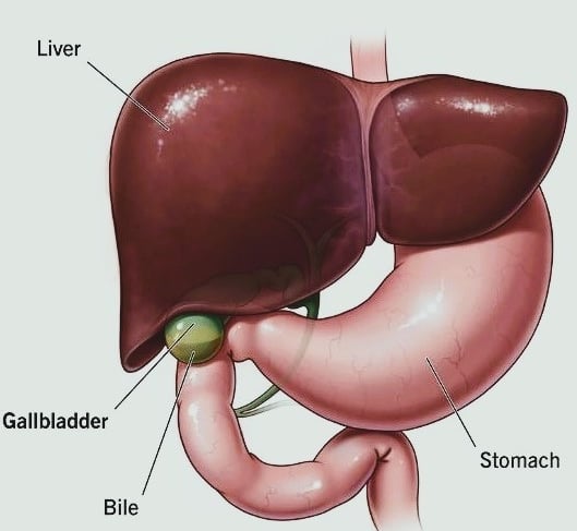 gallbladder