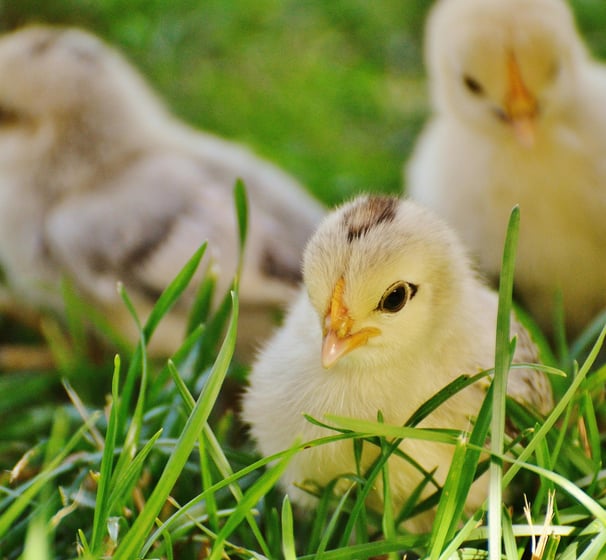 a group of chicks standing in the grass