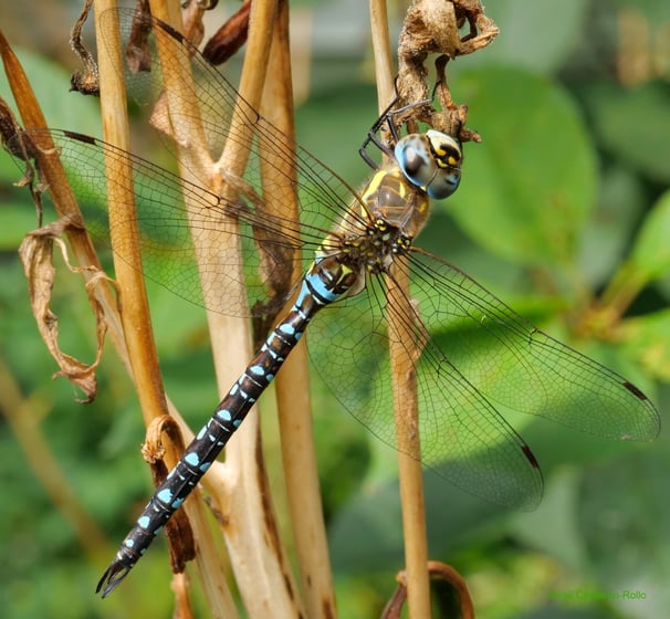 Dragonfly