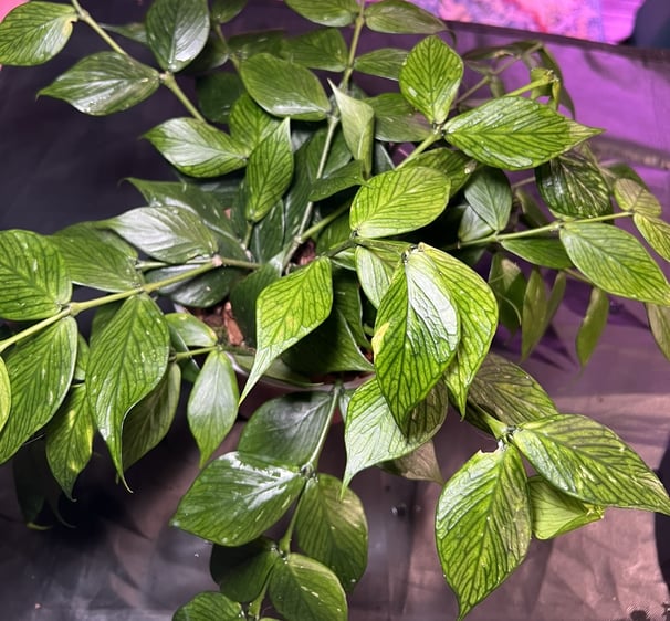 a large hoya polyneura, glossy and dark green