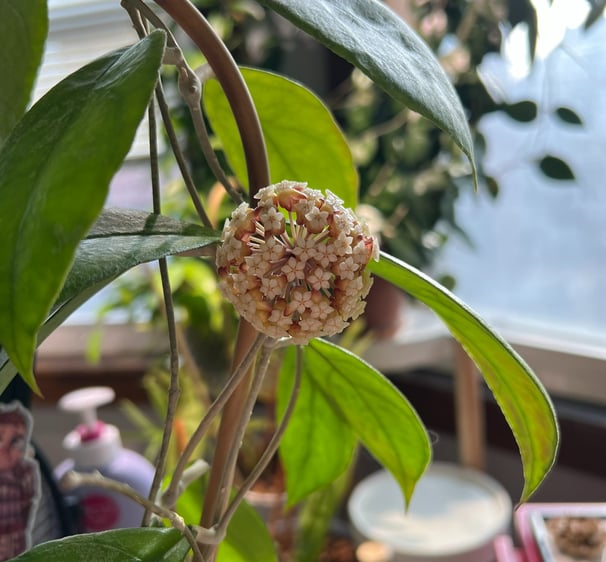 a large, full bloom on a hoya sp. chicken farm. the flowers are white, orange, and red