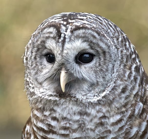 Photo of an owl's face.