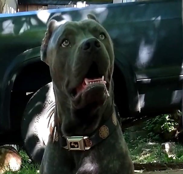About Cane Corso Breed