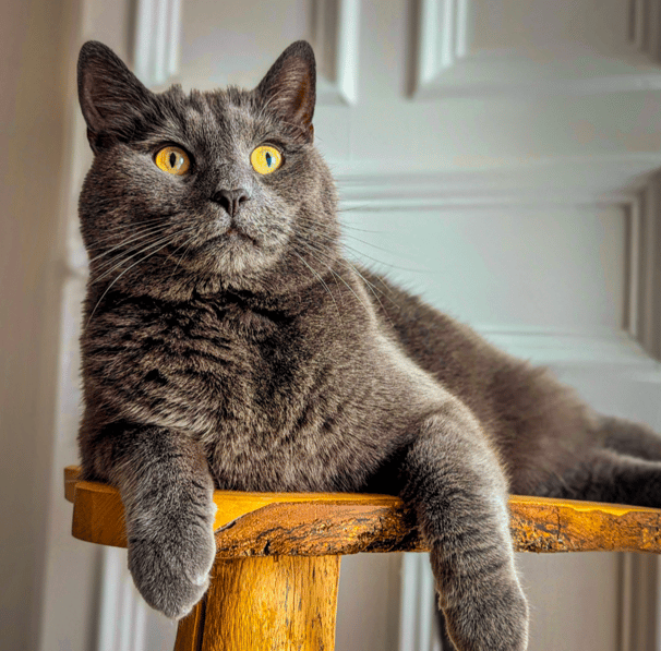 Grayson the cat posing during a pet sitting visit in Edinburgh, photo taken to update his owner