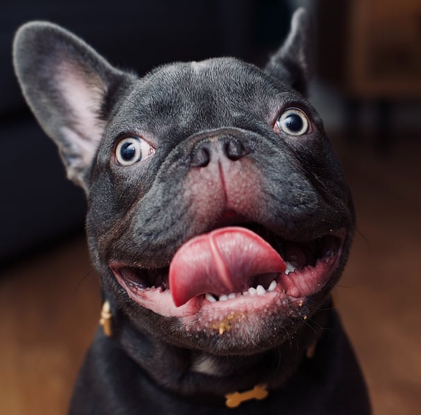 doggo JWPhotos