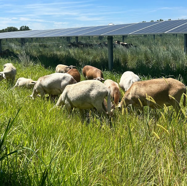 a flock of sheep grazing under solar panels