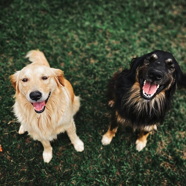 Pet waste removal