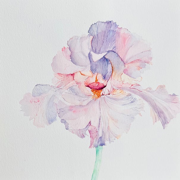 light-amethyst-and-opal-iris-flower