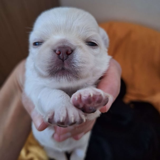 Filhote chihuahua