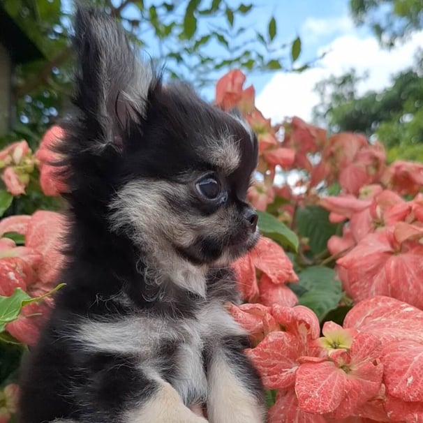 Filhote de chihuahua