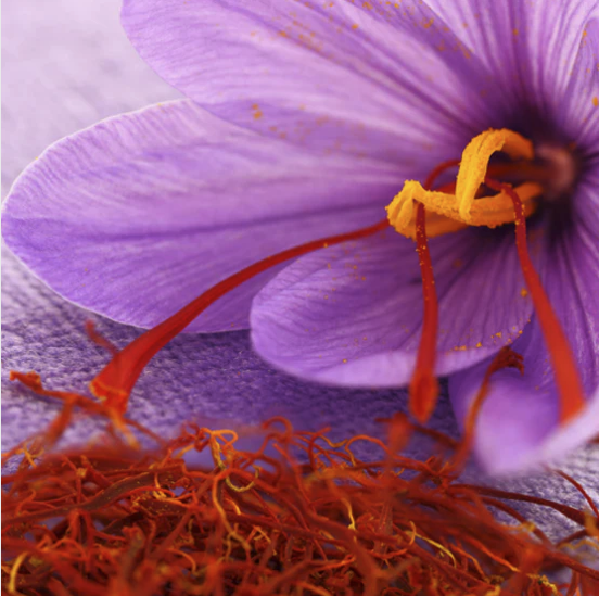 Enigmatic & Seductive - OUD BLANCHE