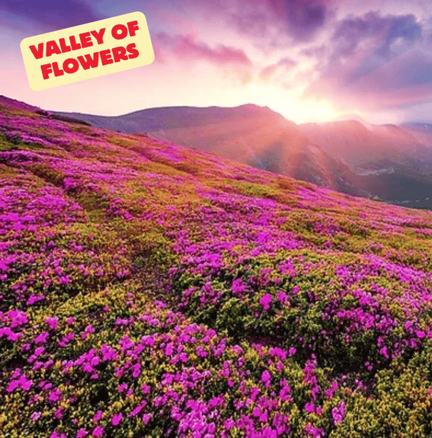 valley of flowers