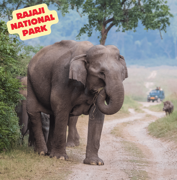 Rajaji national park