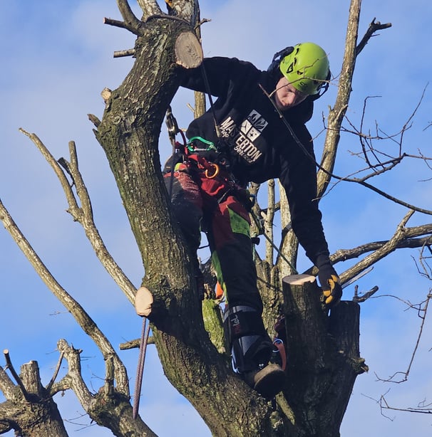 Masterton tree services