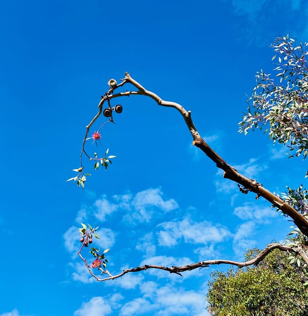 a tree branch with fruit on a sunny day, anything is possible, lifestyle change, couth, affiliate