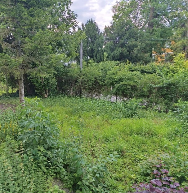 Garten-Rodung vorher