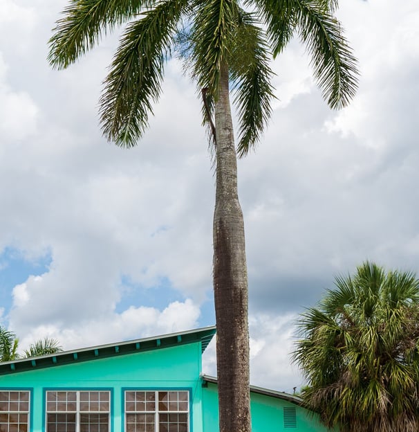 an old pastel green home with a large palm tree and blue clouded skies in everglades city florida