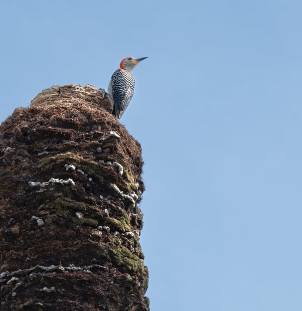 a woodpecker sitting atop a tree trunk in southwest florida swfl