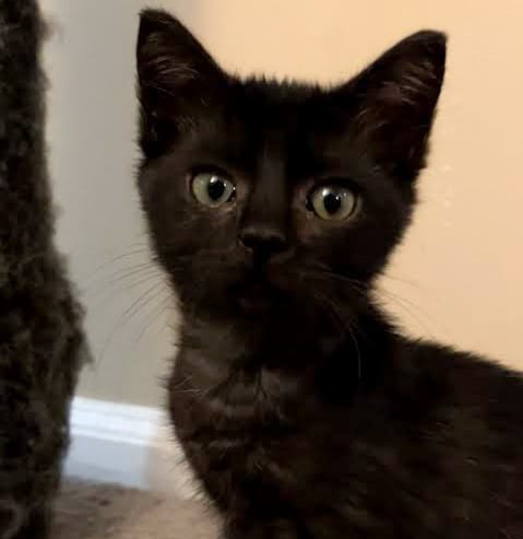 a black cat sitting on a box 