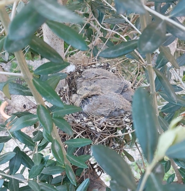 Oiseaux