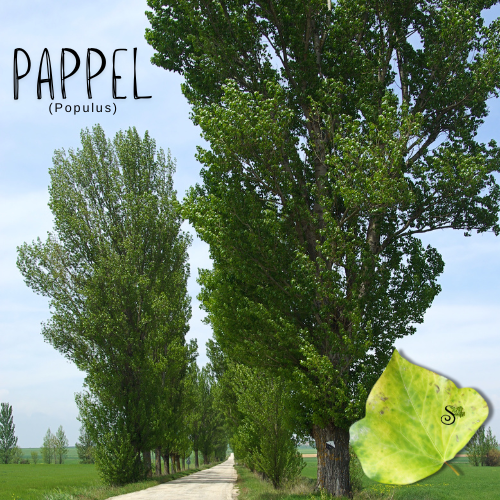 Pappel in der Baumheilkunde
