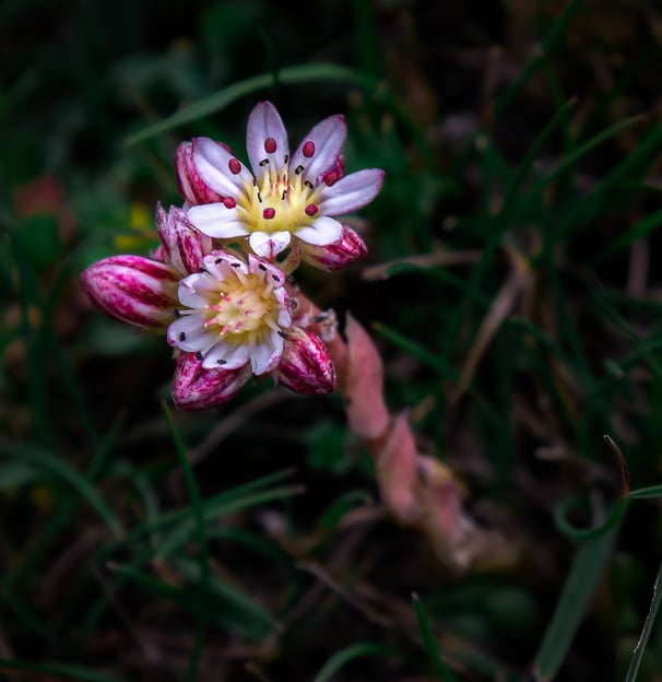 a flower that is sitting on the ground. arbab naimat kasi Kalam Pakistan