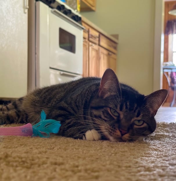 Cat Laying on Ground