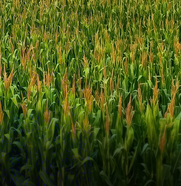 a field of corn stalks with a lone bird in the background