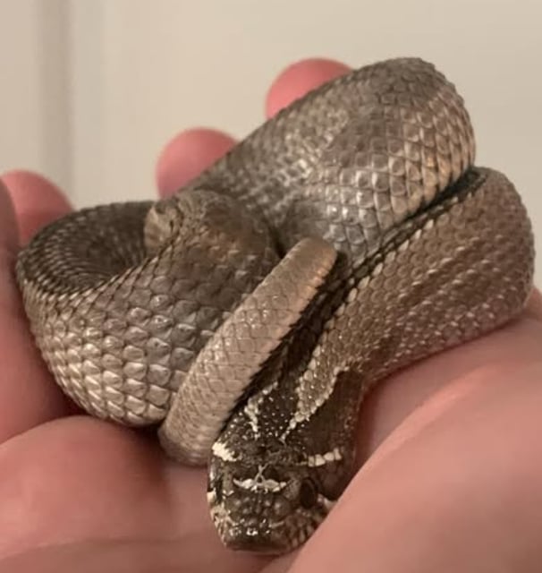 beautiful axanthic western hognose snake