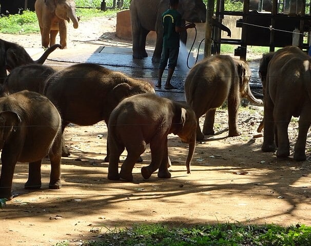 Udawalawe elephant camp - Sri Lanka East coast tour package