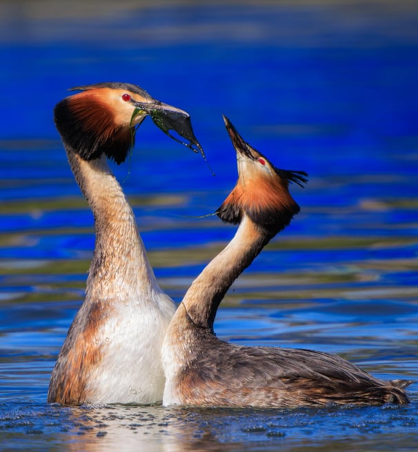 Displaying Great Crested Grebes in front of the boats in Regent's Park.