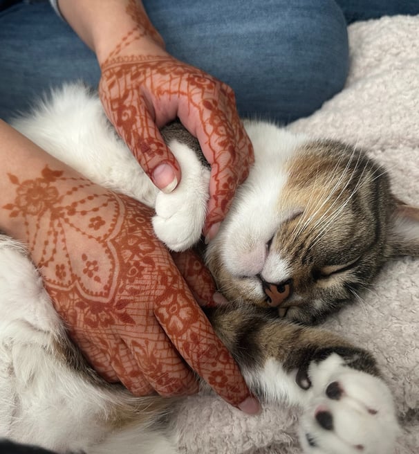 a sleeping tabby cat having his belly and paw pet by a girl with lacy henna designs on her hands