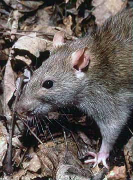 Ratas urbanas de tipo Rattus Rattus