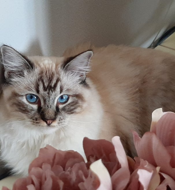 gatta ragdoll con occhi azzurri