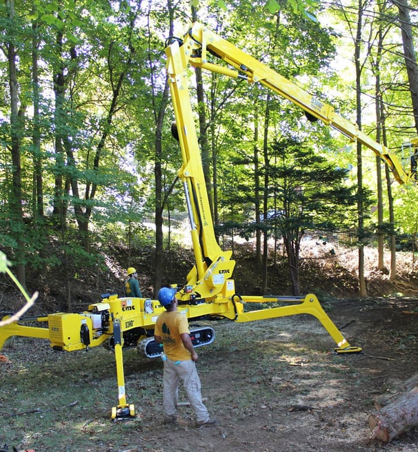 Tree Removal