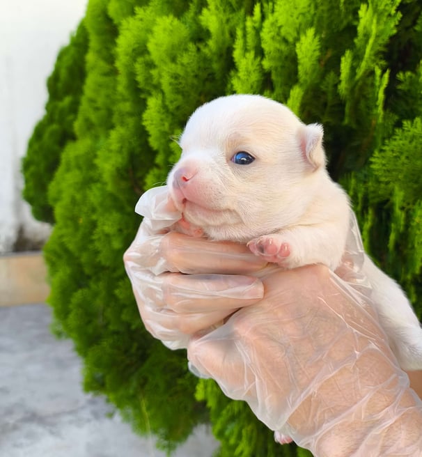 chihuahua pêlo curto branco macho